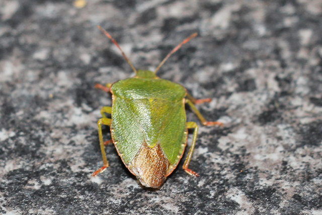 Groene Schildwants
